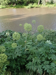 Angelica decurrens