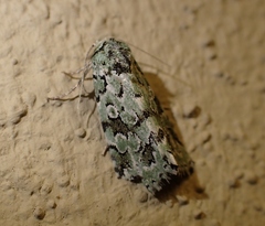 Bryolymnia viridata