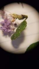 Ceanothus impressus nipomensis