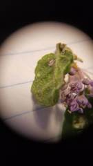 Ceanothus impressus nipomensis