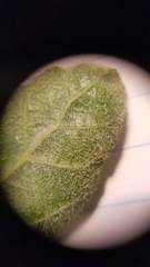 Ceanothus impressus nipomensis