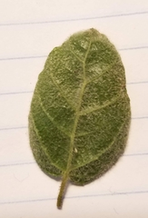 Ceanothus impressus nipomensis