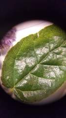 Ceanothus impressus nipomensis