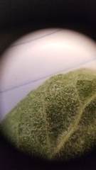 Ceanothus impressus nipomensis