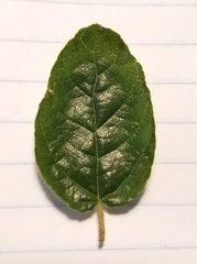 Ceanothus impressus nipomensis