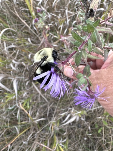 Common Eastern Bumble Bee photographed in Iowa