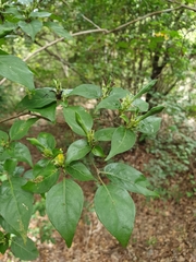 Graptophyllinae