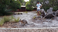 Macropus