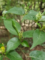 Graptophyllinae