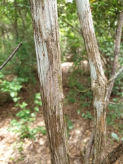 Graptophyllinae