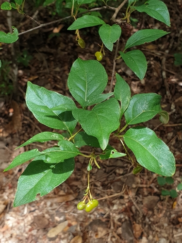 Mostuea brunonis
