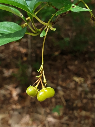Mostuea brunonis