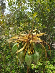 Tacca