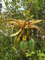 Tacca