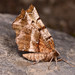 Early Thorn - Photo (c) Paolo Mazzei, some rights reserved (CC BY-NC), uploaded by Paolo Mazzei