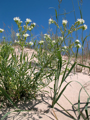 Anchusa ochroleuca