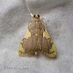 Rehimena phrynealis