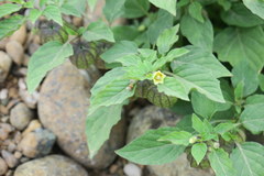 Physalis minima