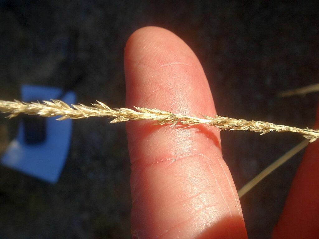 Spike Dropseed from San Diego County, CA, USA on November 10, 2013 at ...