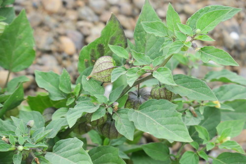 Physalis angulata