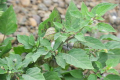 Physalis minima