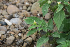 Physalis minima