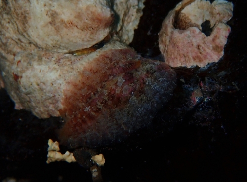 Dolabrifera edmundsi