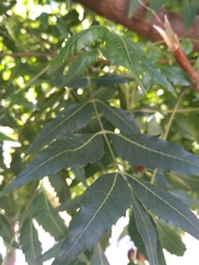 Azadirachta indica