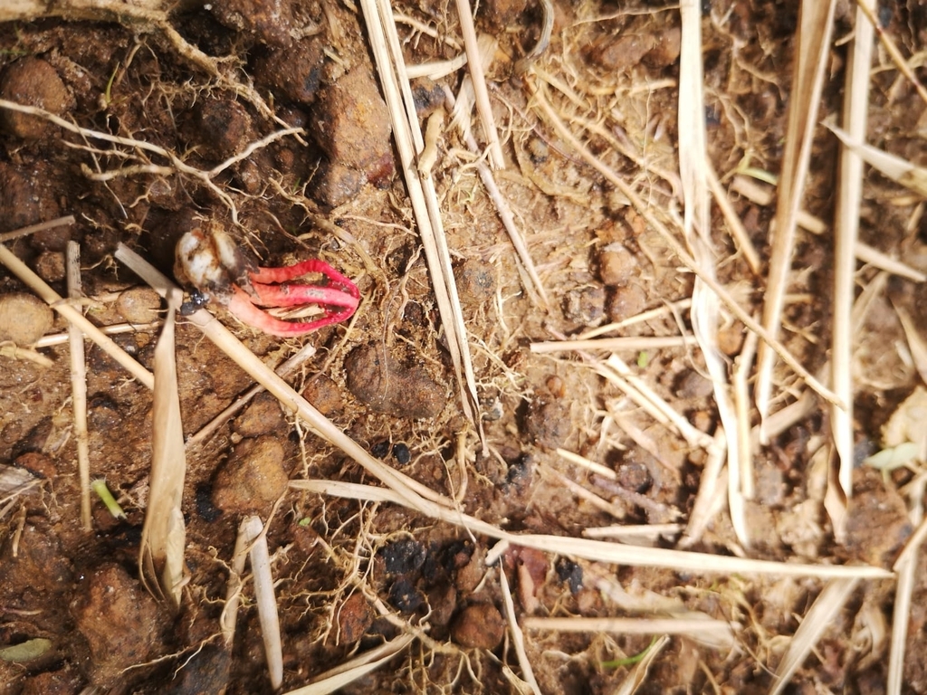 Laternea triscapa