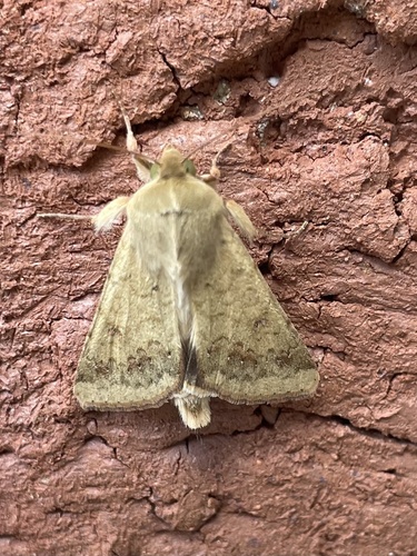 Corn earworm