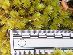 Pulchrinodus inflatus