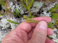 Lateristachys lateralis