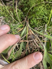 Gnorimoschema s-hispida-pyriform-stem-swelling gall