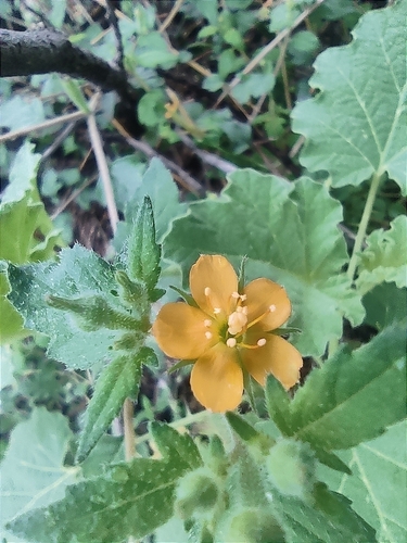 Image of Mentzelia asperula by (c) Mauricio Calderón, some rights reserved (CC BY)