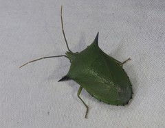 Biprorulus bibax
