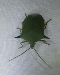 Biprorulus bibax