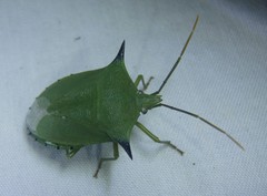 Biprorulus bibax