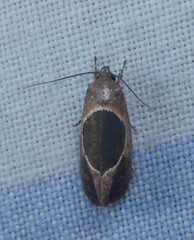 Hoplomorpha abalienella