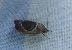 Hoplomorpha abalienella