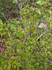 Ochnaceae