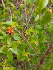 Ochnaceae