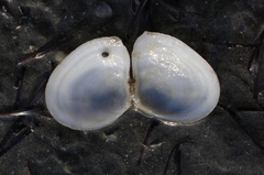 Macomona liliana