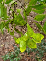 Greveana