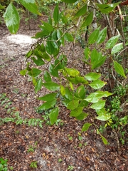 Greveana