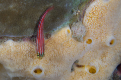 Helcogramma striata