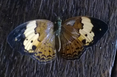 Cupha erymanthis nagara