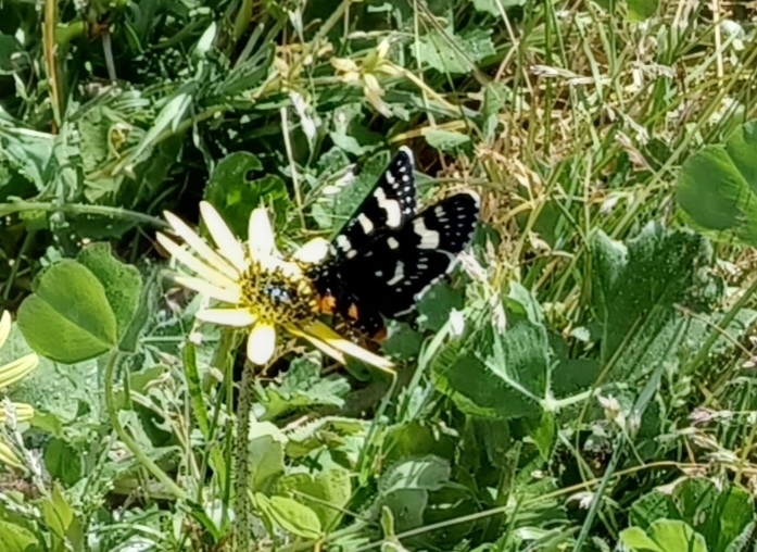 Willowherb Daymoth from Ceres VIC 3221, Australia on October 1, 2023