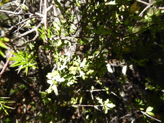 Pittosporum divaricatum
