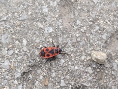 Pyrrhocoris apterus