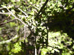 Pittosporum divaricatum